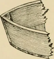 An illustration from Woodworking for beginners; a manual for amateurs (1900)