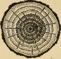 Picture 8 of 443 from Woodworking for beginners; a manual for amateurs (1900), leaf 44