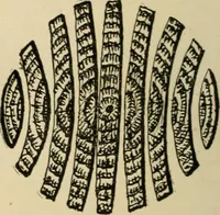 Picture 14 of 443 from Woodworking for beginners; a manual for amateurs (1900), leaf 47