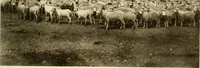 An illustration from Wool and cotton in all forms from yarn to fabric (1921)