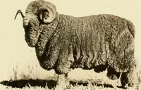 An illustration from Wool and cotton in all forms from yarn to fabric (1921)