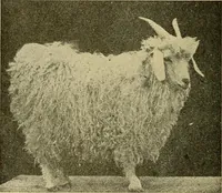 An illustration from Woolen and worsted fabrics glossary; containing instructions for the manufacture of every known grade and variety of woolen and worsted fabrics .. (1914)
