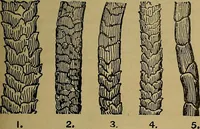 An illustration from Woolen and worsted fabrics glossary; containing instructions for the manufacture of every known grade and variety of woolen and worsted fabrics .. (1914)