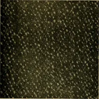 An illustration from Woolen and worsted fabrics glossary; containing instructions for the manufacture of every known grade and variety of woolen and worsted fabrics .. (1914)