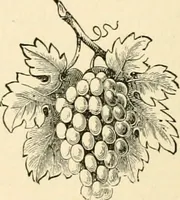 Picture 43 of 52 from Workers in the vineyard. A review of the progress of spiritualism, biographical sketches, lectures, essays and poems. .. (1896), leaf 279