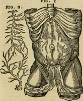 An illustration from The workes of that famous chirurgion Ambrose Parey : (1649)
