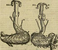 An illustration from The workes of that famous chirurgion Ambrose Parey : (1649)