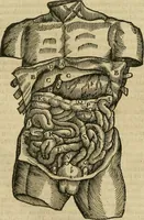 An illustration from The workes of that famous chirurgion Ambrose Parey : (1649)