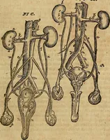 Picture 25 of 336 from The workes of that famous chirurgion Ambrose Parey : (1649), leaf 116