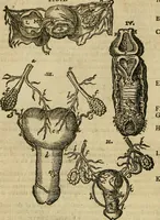 An illustration from The workes of that famous chirurgion Ambrose Parey : (1649)