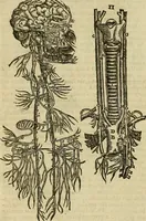 Picture 34 of 336 from The workes of that famous chirurgion Ambrose Parey : (1649), leaf 147