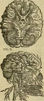 An illustration from The workes of that famous chirurgion Ambrose Parey : (1649)