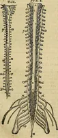 An illustration from The workes of that famous chirurgion Ambrose Parey : (1649)