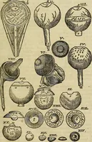 Picture 45 of 336 from The workes of that famous chirurgion Ambrose Parey : (1649), leaf 168