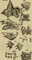 Picture 48 of 336 from The workes of that famous chirurgion Ambrose Parey : (1649), leaf 173