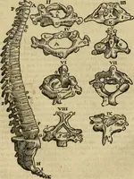 Picture 49 of 336 from The workes of that famous chirurgion Ambrose Parey : (1649), leaf 179