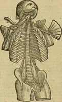 An illustration from The workes of that famous chirurgion Ambrose Parey : (1649)