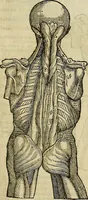 An illustration from The workes of that famous chirurgion Ambrose Parey : (1649)