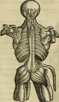 An illustration from The workes of that famous chirurgion Ambrose Parey : (1649)