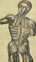 An illustration from The workes of that famous chirurgion Ambrose Parey : (1649)