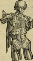 An illustration from The workes of that famous chirurgion Ambrose Parey : (1649)