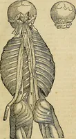 An illustration from The workes of that famous chirurgion Ambrose Parey : (1649)