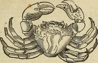 Picture 68 of 336 from The workes of that famous chirurgion Ambrose Parey : (1649), leaf 244