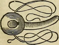 Picture 78 of 336 from The workes of that famous chirurgion Ambrose Parey : (1649), leaf 262