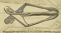 Picture 177 of 336 from The workes of that famous chirurgion Ambrose Parey : (1649), leaf 465