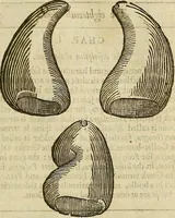Picture 185 of 336 from The workes of that famous chirurgion Ambrose Parey : (1649), leaf 480