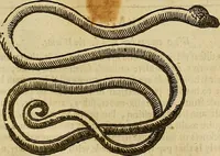 Picture 198 of 336 from The workes of that famous chirurgion Ambrose Parey : (1649), leaf 532