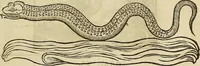 Picture 200 of 336 from The workes of that famous chirurgion Ambrose Parey : (1649), leaf 552