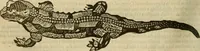 Picture 202 of 336 from The workes of that famous chirurgion Ambrose Parey : (1649), leaf 553