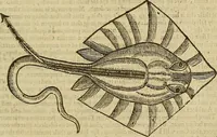 Picture 204 of 336 from The workes of that famous chirurgion Ambrose Parey : (1649), leaf 560