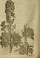 Picture 206 of 336 from The workes of that famous chirurgion Ambrose Parey : (1649), leaf 563