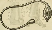 An illustration from The workes of that famous chirurgion Ambrose Parey : (1649)