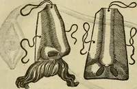 Picture 210 of 336 from The workes of that famous chirurgion Ambrose Parey : (1649), leaf 613