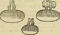 Picture 211 of 336 from The workes of that famous chirurgion Ambrose Parey : (1649), leaf 614