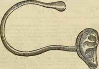 An illustration from The workes of that famous chirurgion Ambrose Parey : (1649)