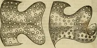 Picture 215 of 336 from The workes of that famous chirurgion Ambrose Parey : (1649), leaf 617