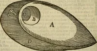 Picture 216 of 336 from The workes of that famous chirurgion Ambrose Parey : (1649), leaf 617