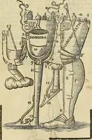 Picture 223 of 336 from The workes of that famous chirurgion Ambrose Parey : (1649), leaf 622