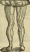 Picture 225 of 336 from The workes of that famous chirurgion Ambrose Parey : (1649), leaf 623