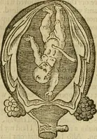 Picture 230 of 336 from The workes of that famous chirurgion Ambrose Parey : (1649), leaf 637