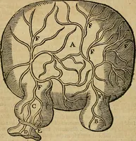 Picture 237 of 336 from The workes of that famous chirurgion Ambrose Parey : (1649), leaf 657