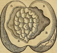 An illustration from The workes of that famous chirurgion Ambrose Parey : (1649)