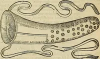 Picture 242 of 336 from The workes of that famous chirurgion Ambrose Parey : (1649), leaf 670