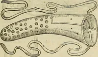Picture 243 of 336 from The workes of that famous chirurgion Ambrose Parey : (1649), leaf 678