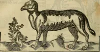 Picture 277 of 336 from The workes of that famous chirurgion Ambrose Parey : (1649), leaf 699
