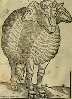 Picture 278 of 336 from The workes of that famous chirurgion Ambrose Parey : (1649), leaf 699